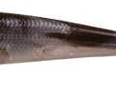 Berkley Gulp Minnow