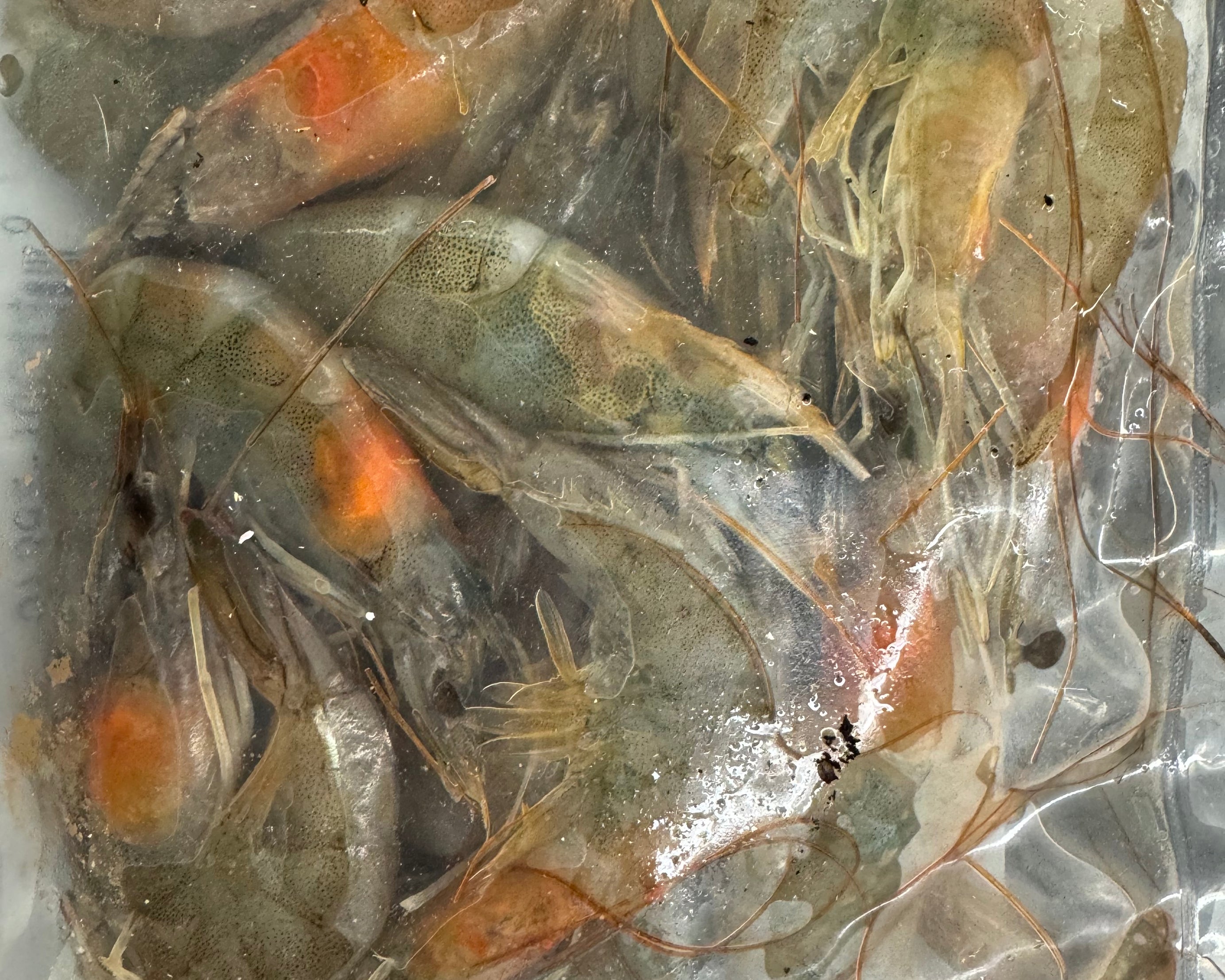 Head-on Bait Shrimp - The Sportsman's Exchange